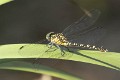 Hemigomphus comitatus female-1